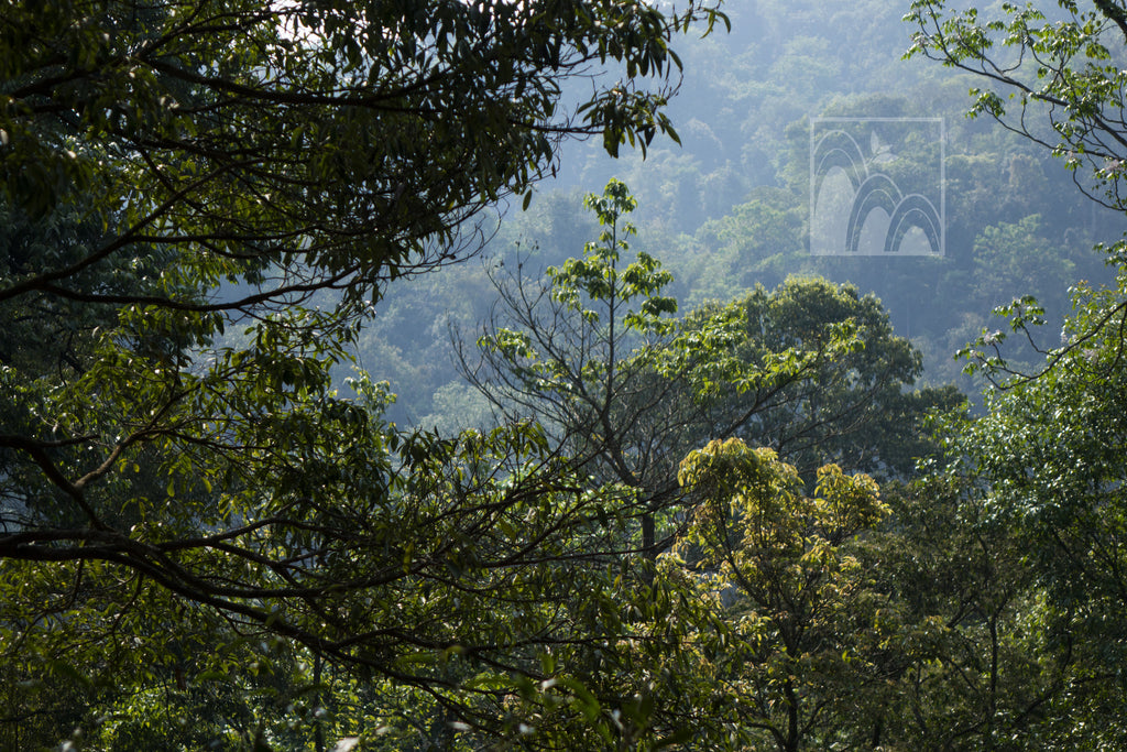 The Wonders of Yunnan: Picking Tea on Nannuo Mountain