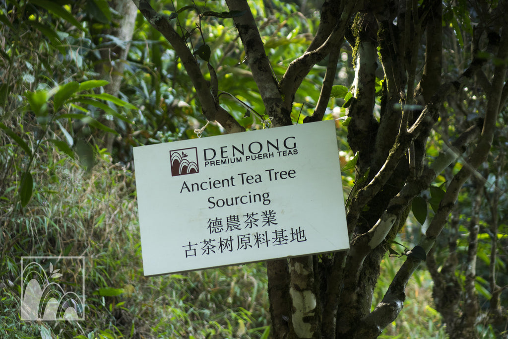 The Wonders of Yunnan: Pu-erh Tea, Pressed for Time